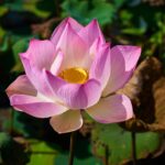 Tropische tuintrends voor de late lente en vroege zomer