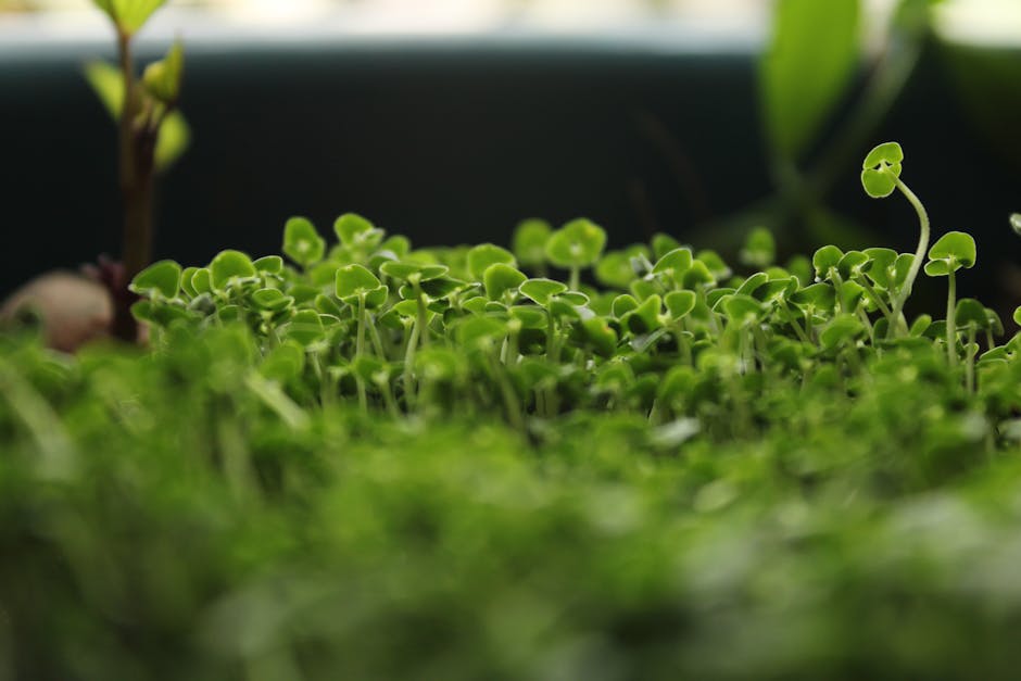 Handen planten zaden in een micro-moestuin. Handen planten zaden in een micro-moestuin.