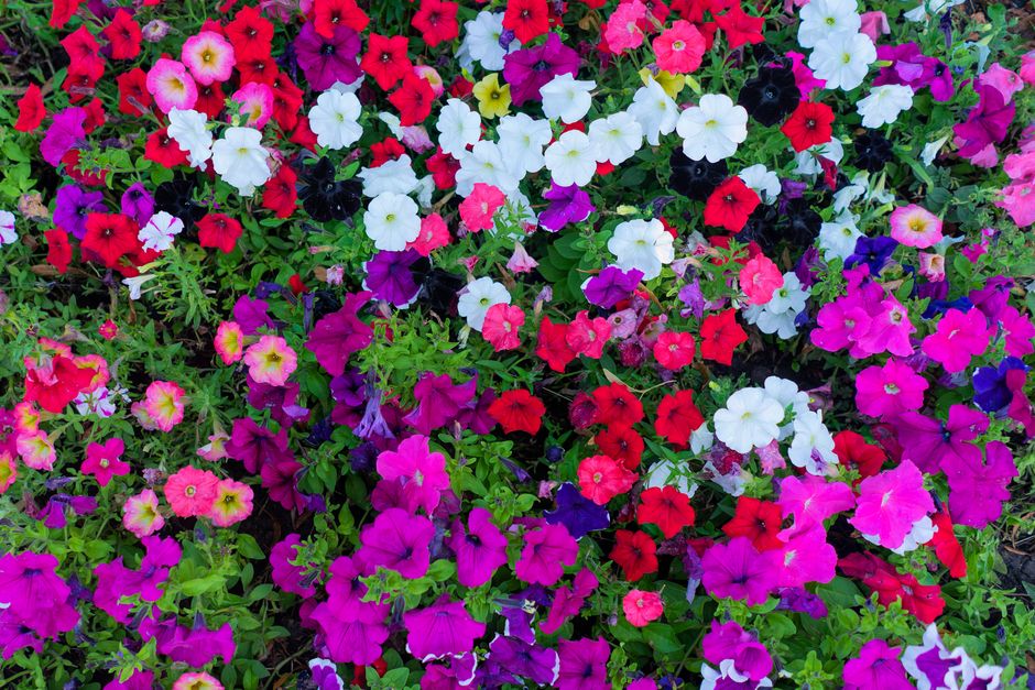 Levendige lavendel siert zonnige tuinpaden. Levendige lavendel siert zonnige tuinpaden.