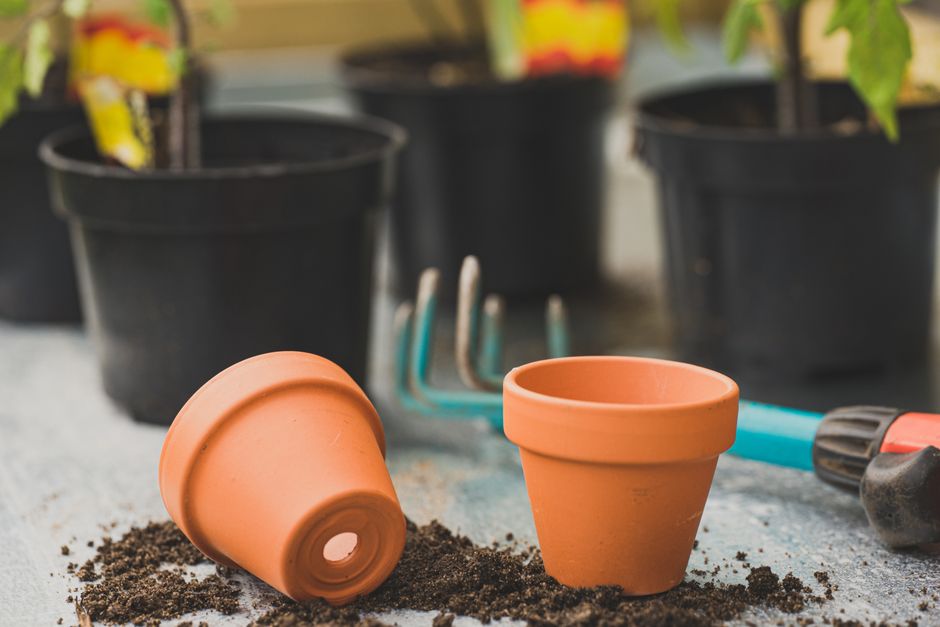 Moderne terracotta potten met levendige bloemen.