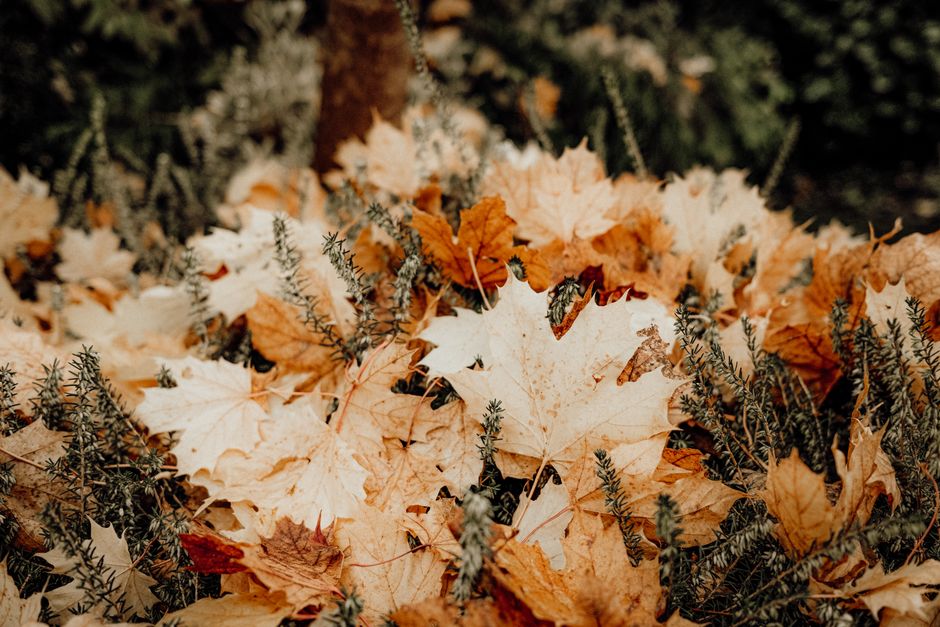 Tuin met vroege herfstplanten en bloemen. Tuin met vroege herfstplanten en bloemen.
