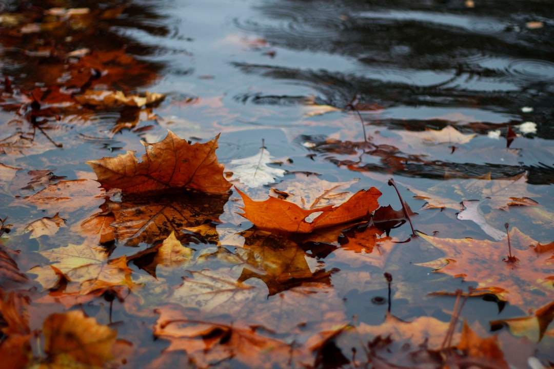 Kleurrijke herfstbladeren bedekken tuinpad. Kleurrijke herfstbladeren bedekken tuinpad.
