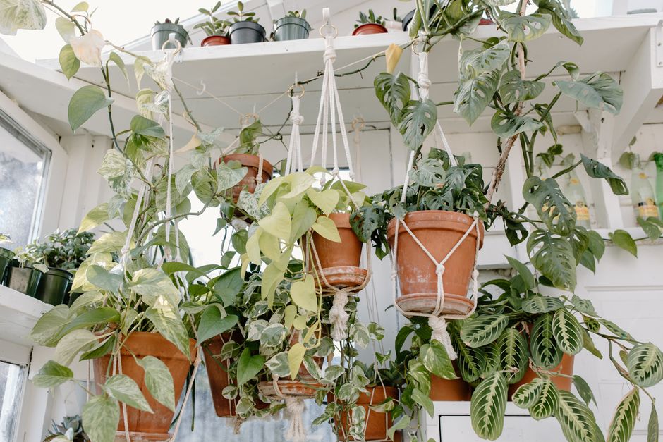 Gezellige macramé plantenhangers in vintage stijl. Gezellige macramé plantenhangers in vintage stijl.