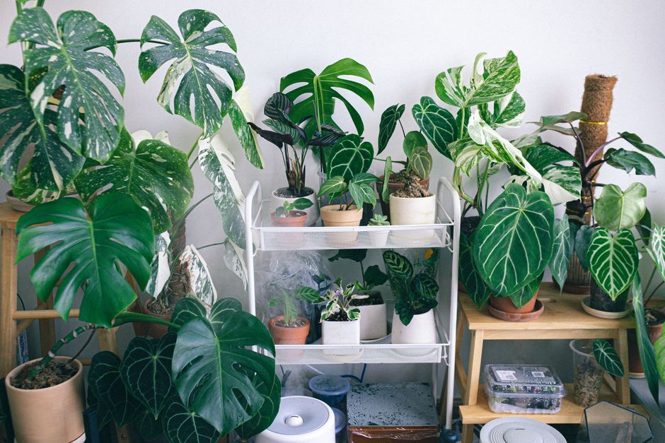 Groene planten in een zonovergoten kamer.