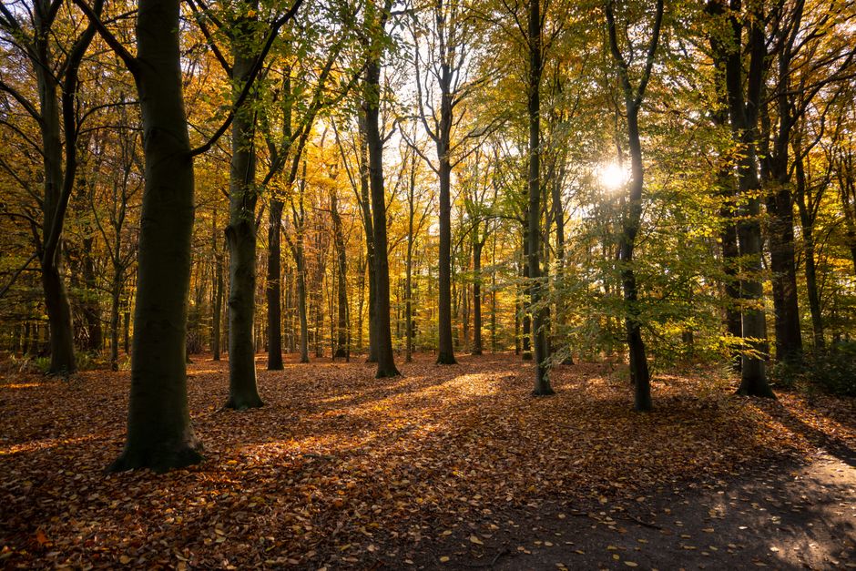 Muurdecoratie met schattige eekhoorns en herfstbomen. Muurdecoratie met schattige eekhoorns en herfstbomen.