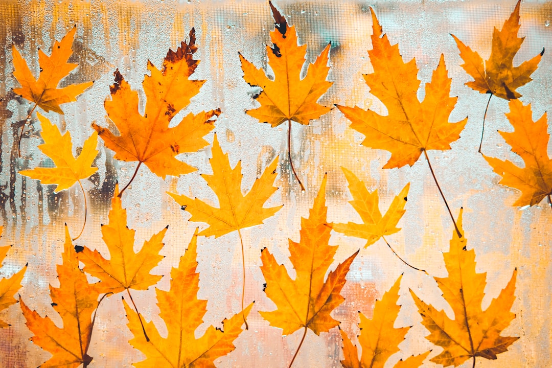 Muursticker met kleurrijke herfstbladeren in kinderkamer. Muursticker met kleurrijke herfstbladeren in kinderkamer.