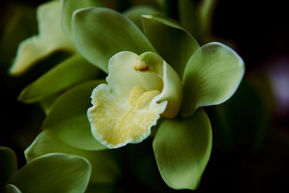 Orchidee poster met herfstbladeren in serene slaapkamer. Orchidee poster met herfstbladeren in serene slaapkamer.